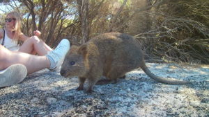 Quokka