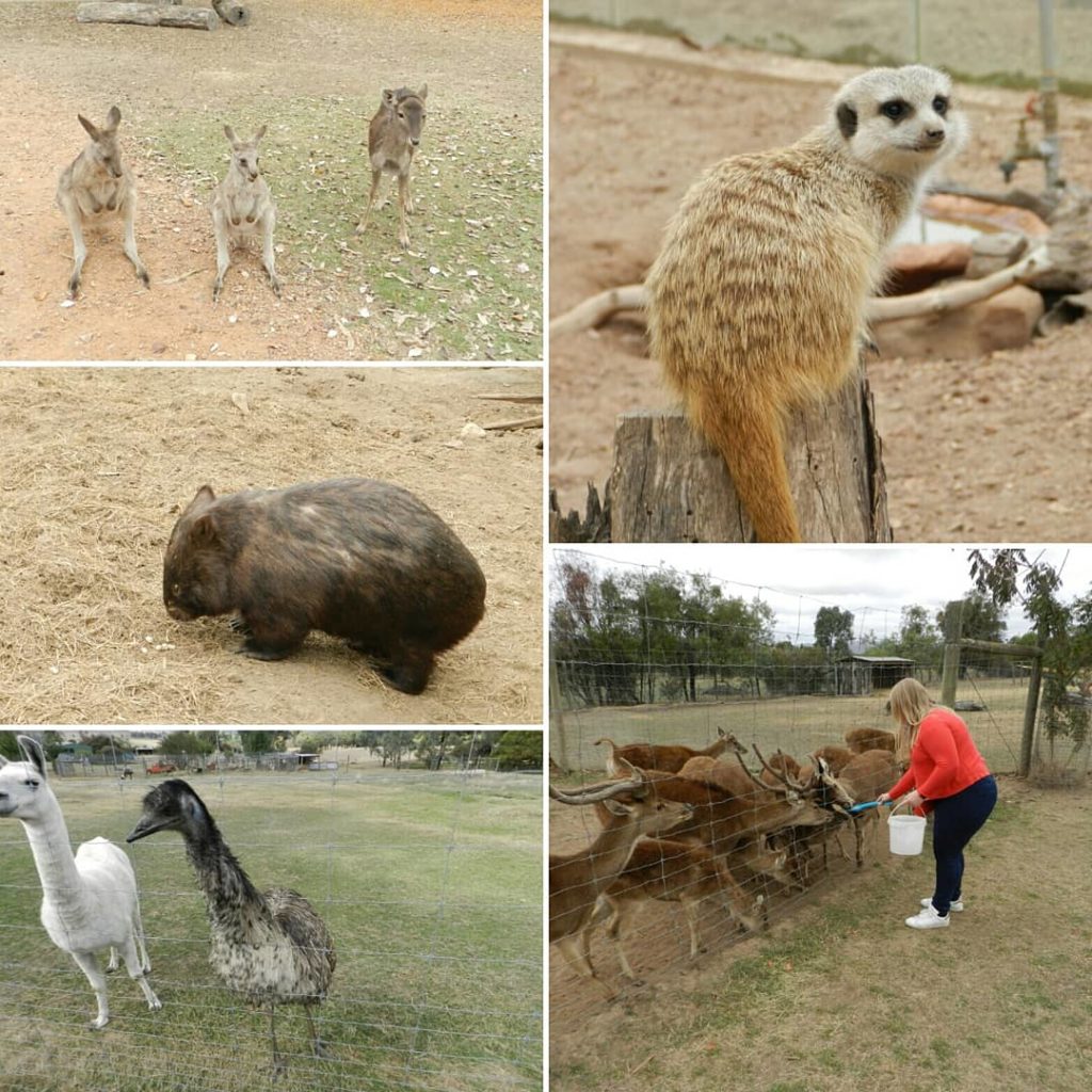 Mansfield Zoo