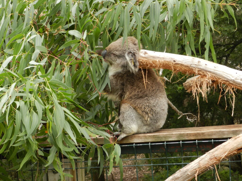 Philip Island Koala